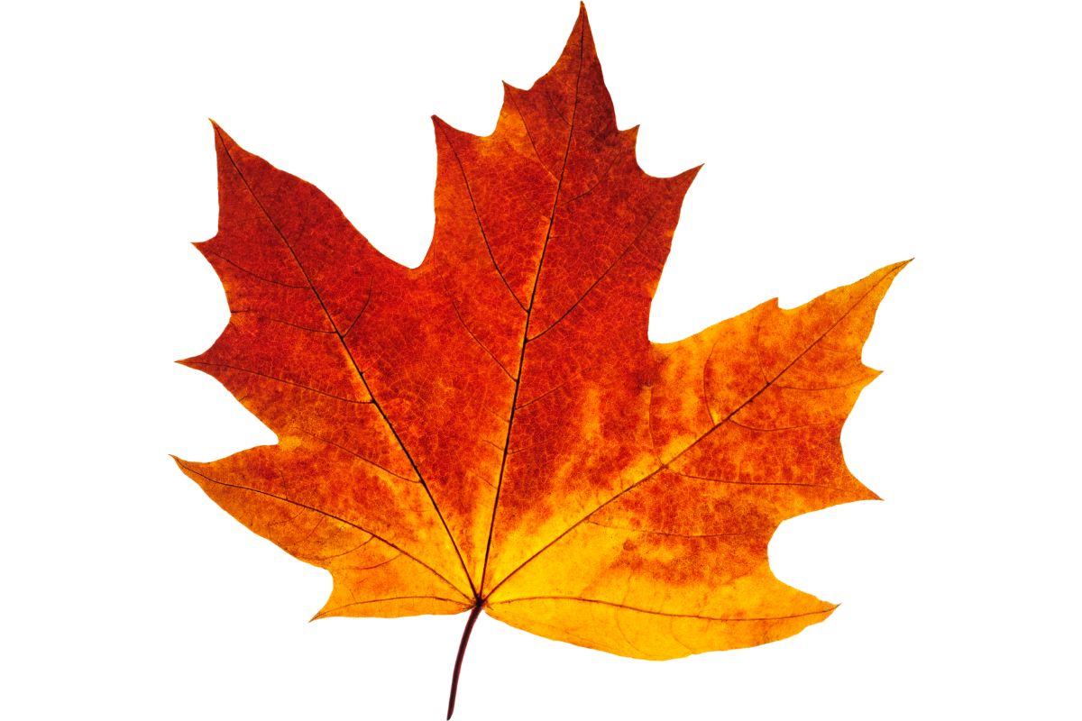 Red Leaf, Yellow Leaf Inspired Craft Ideas